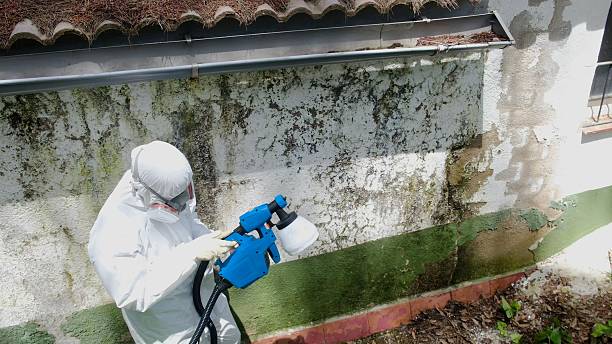 Top rated local Mold Remediation specialists in Stow, MA